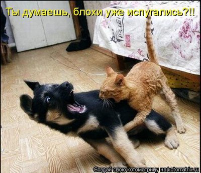 испугались.jpg