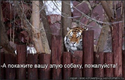 а покажите вашу собаку.jpg