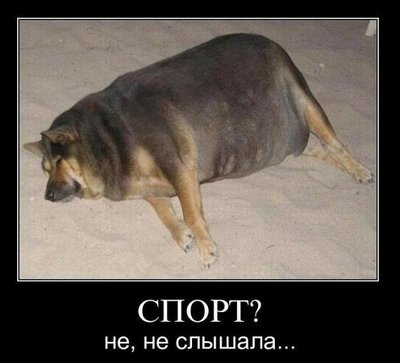 спорт.jpg