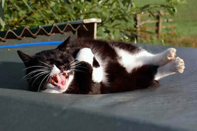 cat_laughing_out_loud.jpg
