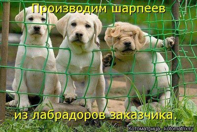 шарпеи.JPG