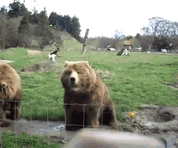 мишки.gif
