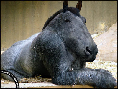Harry_the_Horilla_by_HumanDescent.jpg
