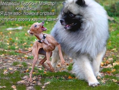 псы.jpg