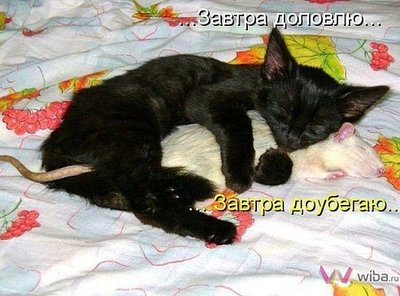 Кот и мышь.jpg