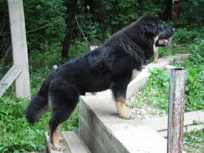 лари1.jpg