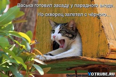 засада.jpg